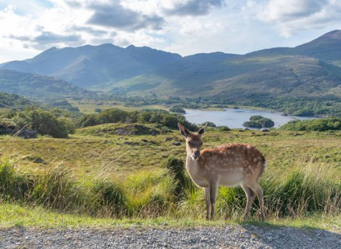 Deer animal against landscape www.killarneyplaza.com